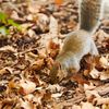 The NYC Squirrel Census is back with new results — and a toll-free number